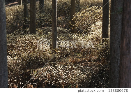 A mountain slope where Mitsumata flowers bloom A mountain slope where Mitsumata flowers bloom 138880678