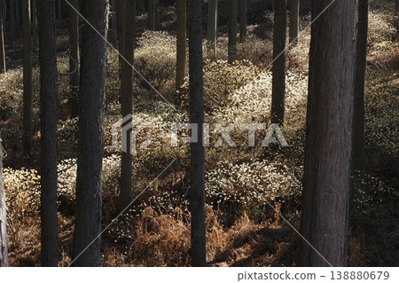 A mountain slope where Mitsumata flowers bloom A mountain slope where Mitsumata flowers bloom 138880679