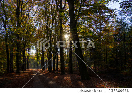 Breathing fresh air during sunrise on a misty morning. Walking in in a forest in the Achterhoek, in the Netherlands. Breathing fresh air during sunrise on a misty morning. Walking in in a forest in the Achterhoek, in the Netherlands. 138880688