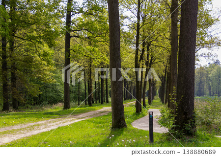 Breathing fresh air in the sunshine during a walk in a forest in Doetinchem, the Achterhoek, in the Netherlands. Breathing fresh air in the sunshine during a walk in a forest in Doetinchem, the Achterhoek, in the Netherlands. 138880689