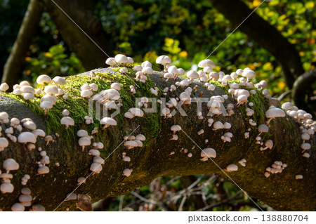 Group of small white mushrooms growing on a fallen tree trunk. Photo taken in National Park the Veluwe, in the Netherlands. 138880704