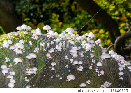 Group of small white mushrooms growing on a fallen tree trunk. Photo taken in National Park the Veluwe, in the Netherlands. 138880705