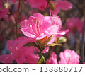 Azalea 138880717