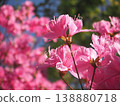 Azalea 138880718