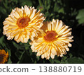 Marigold  138880719