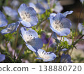 Nemophila 138880720