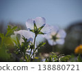 Nemophila 138880721