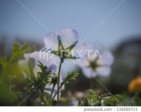 Nemophila 138880721