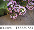 Alyssum 138880723