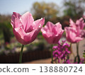 Tulip 138880724