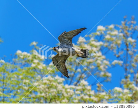 A peregrine falcon soaring gracefully against a blue sky: Birds of prey in nature A peregrine falcon soaring gracefully against a blue sky: Birds of prey in nature 138880896