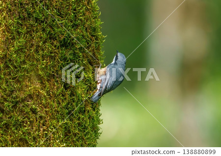 A nuthatch climbing moss-covered tree bark: The rich nature of the forest and the ecology of wild birds A nuthatch climbing moss-covered tree bark: The rich nature of the forest and the ecology of wild birds 138880899