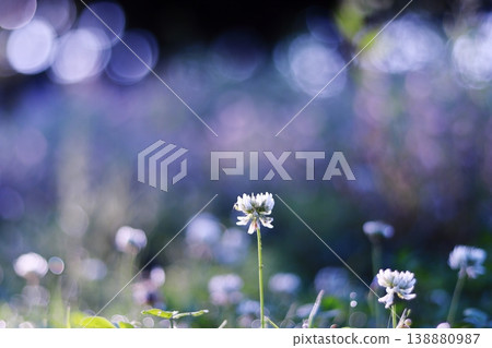 美麗綠地中的三葉草 美麗綠地中的三葉草 138880987