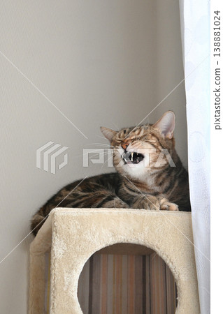 Cat tower cat American Shorthair brown patched tabby Cat tower cat American Shorthair brown patched tabby 138881024