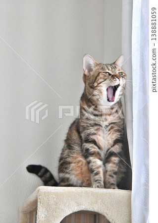 A window scene with a cat A window scene with a cat 138881059