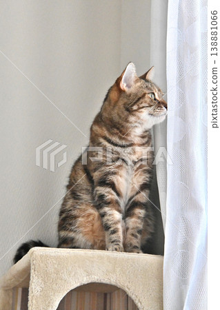 A window scene with a cat A window scene with a cat 138881066