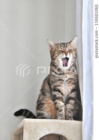 A window scene with a cat A window scene with a cat 138881068
