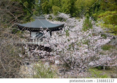 春天的觀修寺：京都市山科區觀修寺仁王堂町觀音殿 138881117