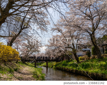 櫻花美景：忍野村新明所川沿岸的櫻花盛開 138881142