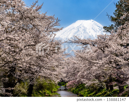 櫻花美景:忍野村新明所川沿岸的櫻花盛開 櫻花美景:忍野村新明所川沿岸的櫻花盛開 138881147