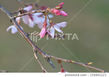 櫻花 138881221