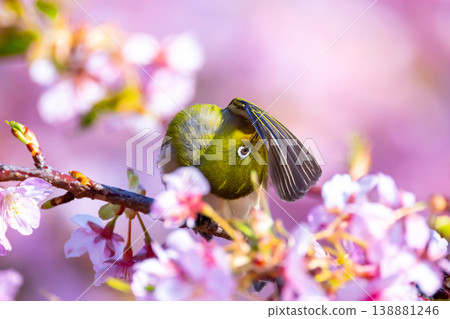 Ida, Numazu City, Shizuoka Prefecture: Bright pink early blooming Kawazu cherry blossoms and preening white-eyes Ida, Numazu City, Shizuoka Prefecture: Bright pink early blooming Kawazu cherry blossoms and preening white-eyes 138881246