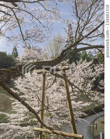佛龍寺千年櫻花樹與春日陽光交織，共同訴說著時光的流逝。 138881316