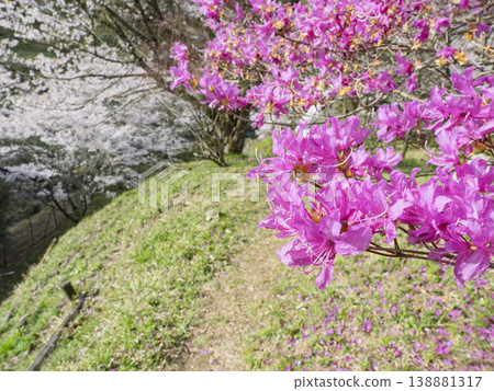 生氣勃勃的春天。陽光灑滿林蔭大道，杜鵑花和櫻花競相綻放。 138881317