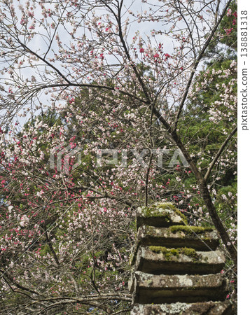 永恆的春天。紅白相間的桃花和深綠色的植物裝飾著石塔。 138881318