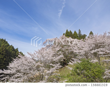 盛開得正盛！美麗的日本櫻花映襯著藍天。 138881319