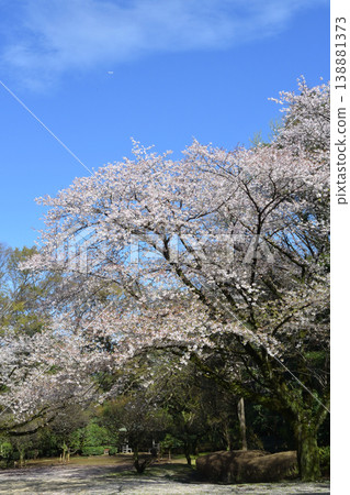 Cherry blossoms in full bloom at Tojogaoka Historical Park Cherry blossoms in full bloom at Tojogaoka Historical Park 138881373