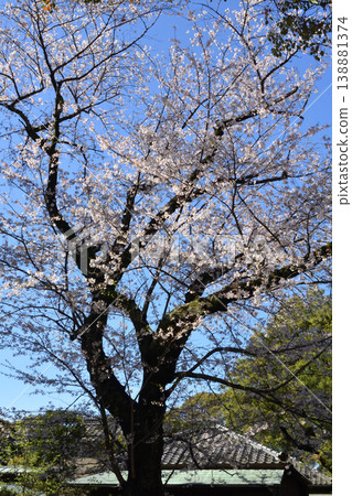 東城丘歷史公園的櫻花 東城丘歷史公園的櫻花 138881374