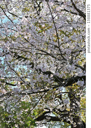 東城丘歷史公園的櫻花 東城丘歷史公園的櫻花 138881375