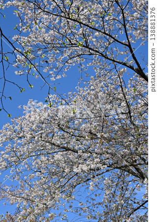東城丘歷史公園的櫻花 138881376