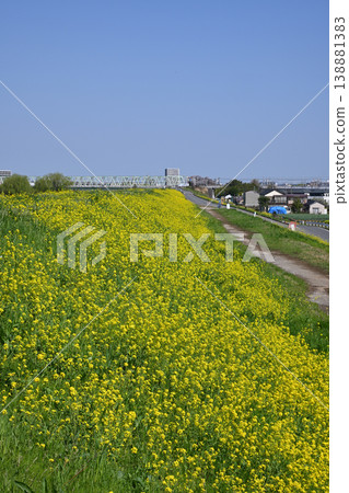 江戶川堤防（千葉縣松戶市柳切附近） 138881383