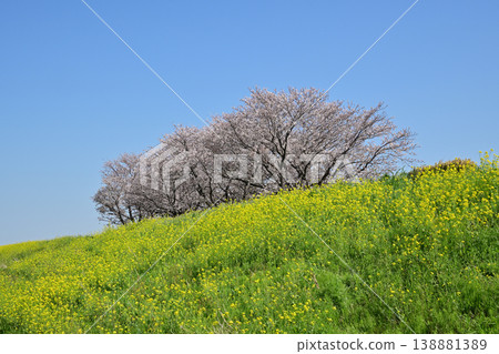 江戶川堤岸（千葉縣松戶市矢霧附近）：油菜花與櫻花 138881389