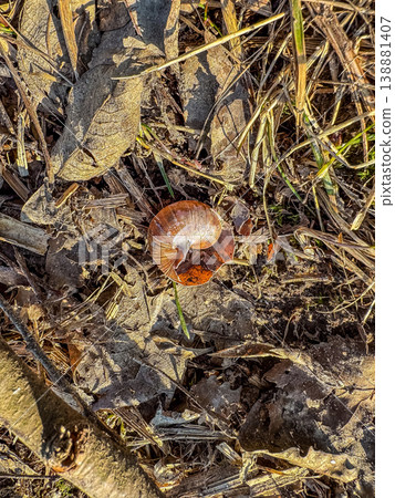 A detailed macro shot of an empty snail shell on the frosty, decaying autumn leaves of a forest floor. Golden morning light illuminates the scene.. High quality photo A detailed macro shot of an empty snail shell on the frosty, decaying autumn leaves of a forest floor. Golden morning light illuminates the scene.. High quality photo 138881407