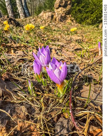 Macro view of vibrant purple crocuses in a sunlit forest. The first sign of spring as flowers push through dry leaves. Awakening of nature. High quality photo Macro view of vibrant purple crocuses in a sunlit forest. The first sign of spring as flowers push through dry leaves. Awakening of nature. High quality photo 138881408