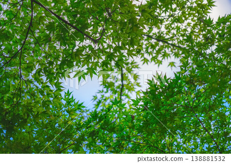 Kyoto, Japan - Oct 11 2024, panoramic view of the clear blue sky through the green foliage of the Japanese maple tree, Kyoto, Japan Kyoto, Japan - Oct 11 2024, panoramic view of the clear blue sky through the green foliage of the Japanese maple tree, Kyoto, Japan 138881532