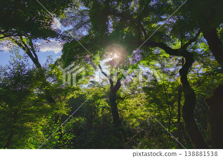 Kyoto, Japan - Oct 11 2024, panoramic view of the tree crown from below, the light of the sun breaks through the foliage, at daytime, Kyoto, Japan Kyoto, Japan - Oct 11 2024, panoramic view of the tree crown from below, the light of the sun breaks through the foliage, at daytime, Kyoto, Japan 138881538