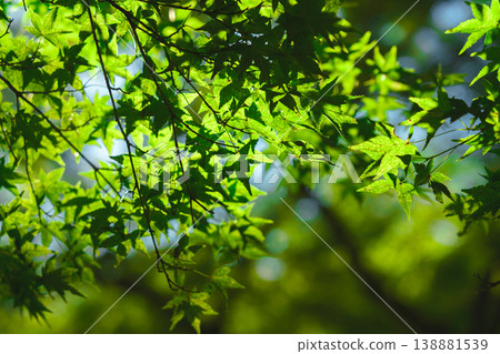 Kyoto, Japan - Oct 11 2024, close up view of the green foliage of the Japanese maple tree, at daytime, Kyoto, Japan Kyoto, Japan - Oct 11 2024, close up view of the green foliage of the Japanese maple tree, at daytime, Kyoto, Japan 138881539