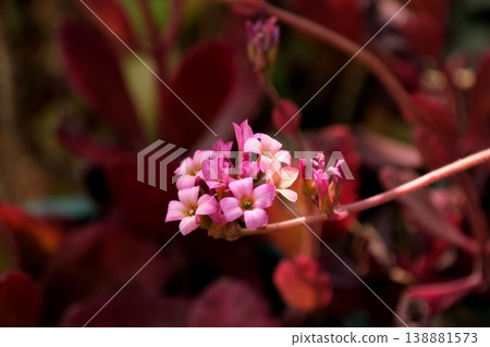 粉紅仙粉黛花 138881573