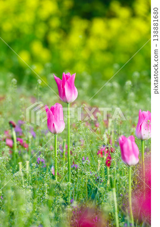 Pink tulips bathed in spring sunlight at Togawa Park, Kanagawa Prefecture. Pink tulips bathed in spring sunlight at Togawa Park, Kanagawa Prefecture. 138881680