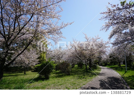 Sakura Park 138881729