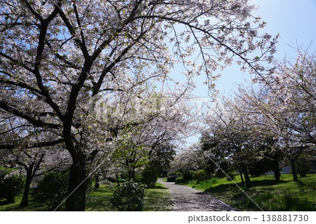 Sakura Park 138881730