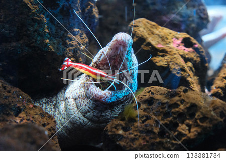 A red-striped white-bearded shrimp cleaning the mouth of a moray eel A red-striped white-bearded shrimp cleaning the mouth of a moray eel 138881784