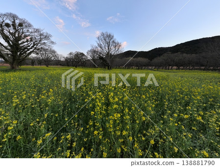 Aerial footage of rapeseed flowers and the river in Irida, lower reaches of the Shimanto River, on a clear day. 138881790