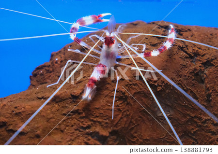 Otidome shrimp Otidome shrimp 138881793