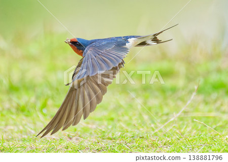 Swallows flapping their wings wide 138881796