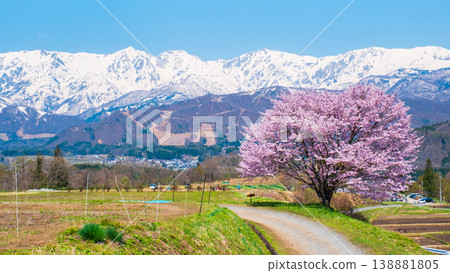 Nodaira的一棵櫻花樹 138881805